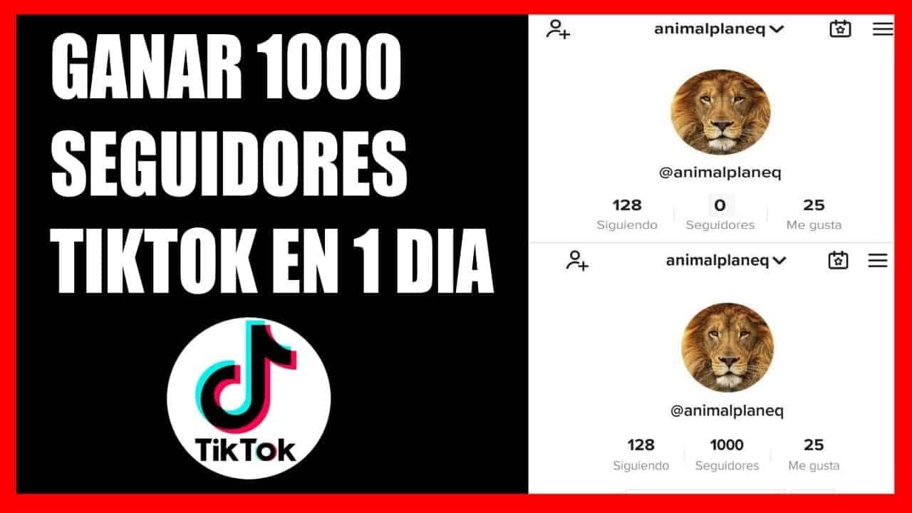 TikTok Seguidores